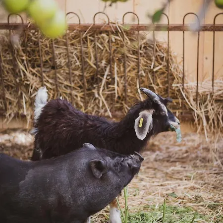 Château St Pierre De Serjac
