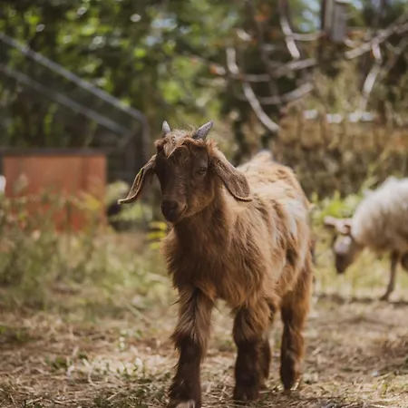 Chateau St Pierre De Serjac Puissalicon