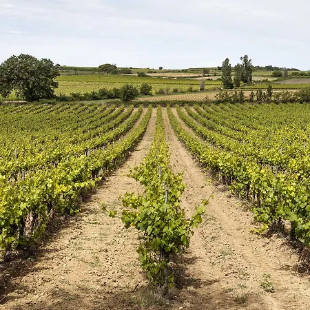 Château St Pierre De Serjac Puissalicon