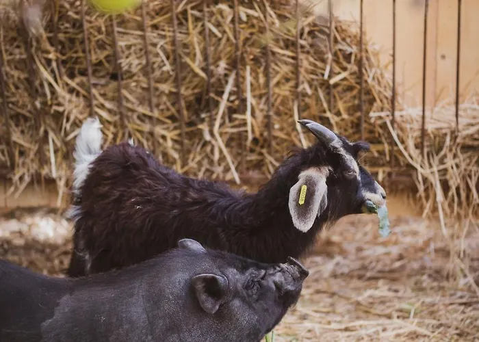 Château St Pierre De Serjac