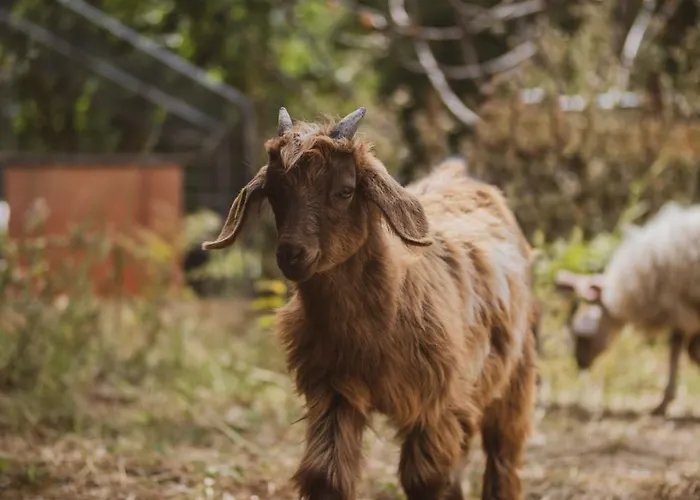 Château St Pierre De Serjac Puissalicon